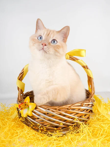 Λευκό κόκκινο γάτα σε καλάθι με μπλε μάτια ως δώρο Πάσχα γάτα — Φωτογραφία Αρχείου