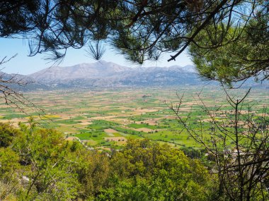 Yunanistan'a, güzel çam ağaçları dağlarında seyahat yaz dağ tepe yeşil, dağlık manzara
