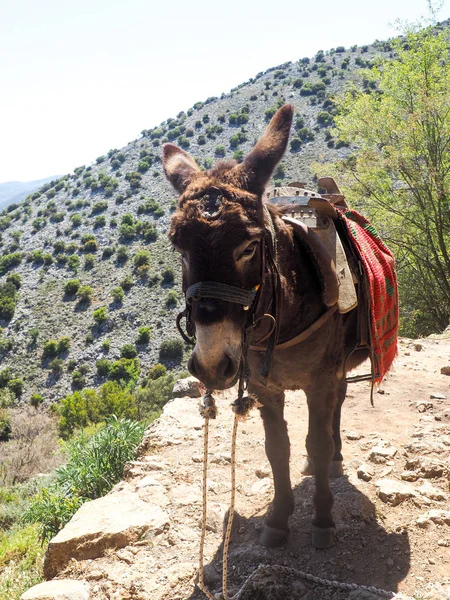Un burro en las montañas de verano, la isla griega de Creta —  Fotos de Stock