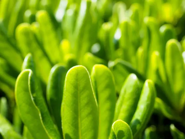 Rhododendron, family Ericaceae, leaves as background, copy space for text — Stock Photo, Image