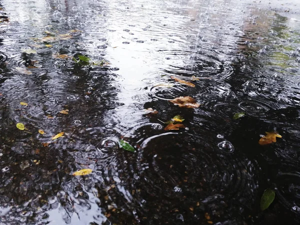 Fundo borrado poças de outono e gotas de chuva. tempo de outono, banner para o site. gotas do céu — Fotografia de Stock