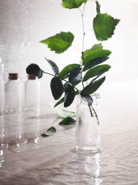 İçinde bitki olan bir şişe, dallarda yağmur damlaları ve arka planda kontrasif ışık.