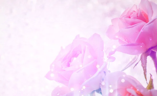 Επιλεκτική εστίαση, θολή εστίαση, χρωματιστά ροζ τριαντάφυλλα, χώρος κειμένου, κάρτα ημέρα του Αγίου Βαλεντίνου, 8 Μαρτίου, γάμους. το concept συγχαίρει — Φωτογραφία Αρχείου