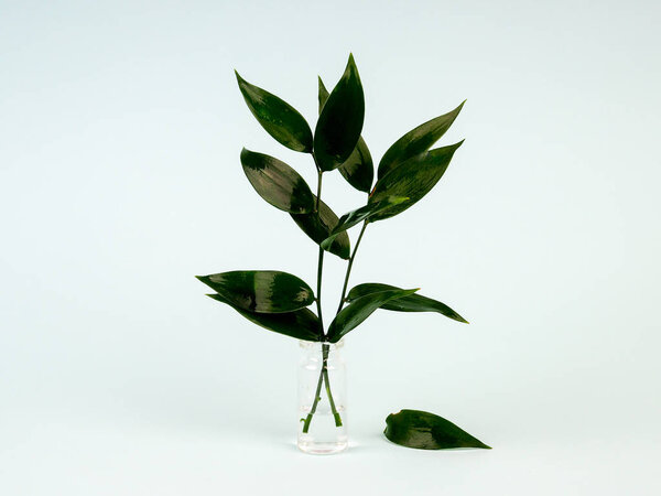fresh green leaves in a vase on a blue background, laconic photo with a copy of the space, ecology, nature protection