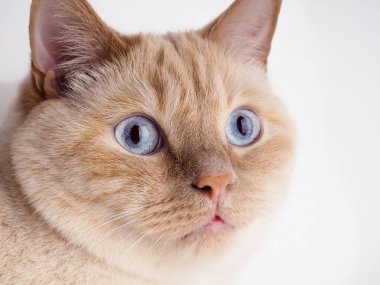 Tayland kremalı kedi, beyaz arka planda kırmızı burunlu beyaz kedi.