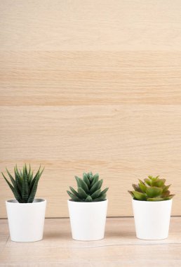 Tencere tahtasındaki kaktüs. Farklı Succulents ve Kaktüs in Tencereler. Ahşap arkaplanda sulandırmalar, tasarımınız için kopyalama alanı