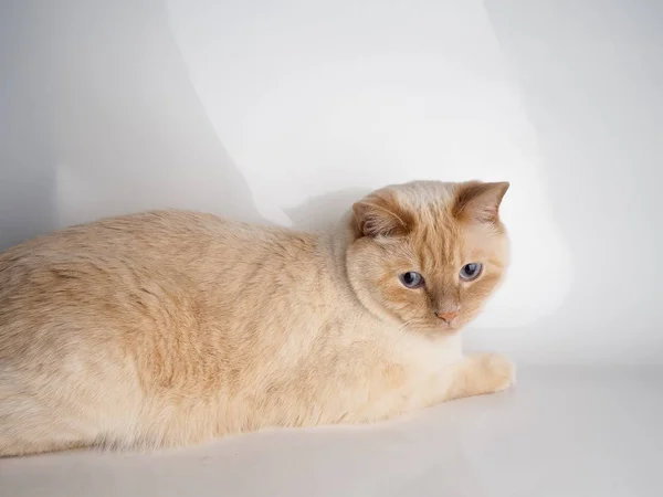 Gato de punto de nata tailandés, gato blanco con nariz roja y cola en fondo blanco.. —  Fotos de Stock