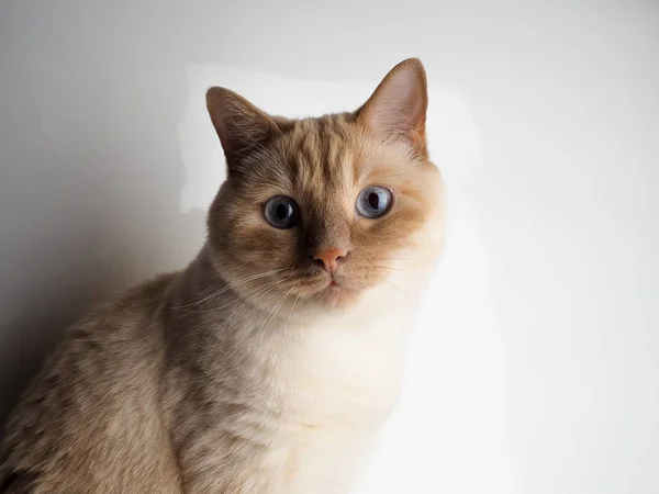 Gato de punto de nata tailandés, gato blanco con nariz roja y cola en fondo blanco.. — Foto de Stock