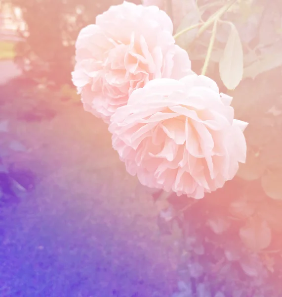 Flor de peonía rosa. Y hermoso bokeh de hojas verdes. Peonía Rosa con cerrado. Piñones —  Fotos de Stock