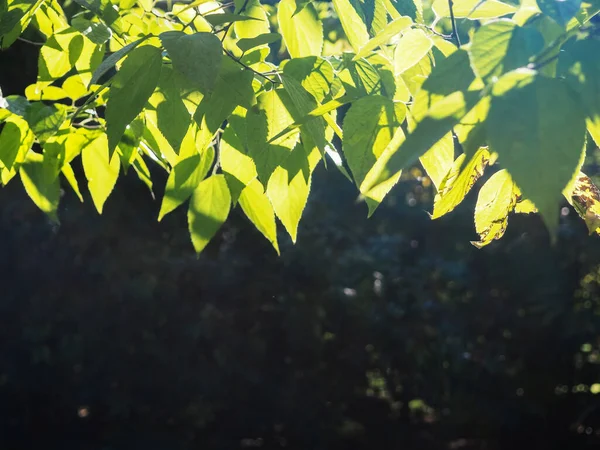 Close-up vista da natureza da folha verde no fundo vegetação borrada no jardim com espaço de cópia usando como plano de fundo plantas verdes naturais paisagem, ecologia, conceito de papel de parede fresco. — Fotografia de Stock