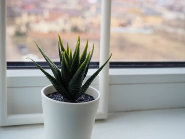 Pencere kenarındaki yeşil bitki. Pencere kenarındaki beyaz tencerede suni çiçek.