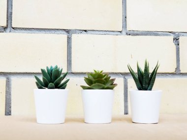 Turuncu tuğla duvar karşı bir ağaç pot