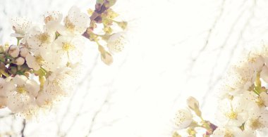 Bahar sınırı ya da pembe çiçekli arka plan sanatı. Çiçek açan ağaç ve güneş ışığıyla güzel bir doğa sahnesi. Paskalya güneşli bir gün. Bahar çiçekleri. Güzel meyve bahçesi soyut bulanık arkaplan. İlkbahar.