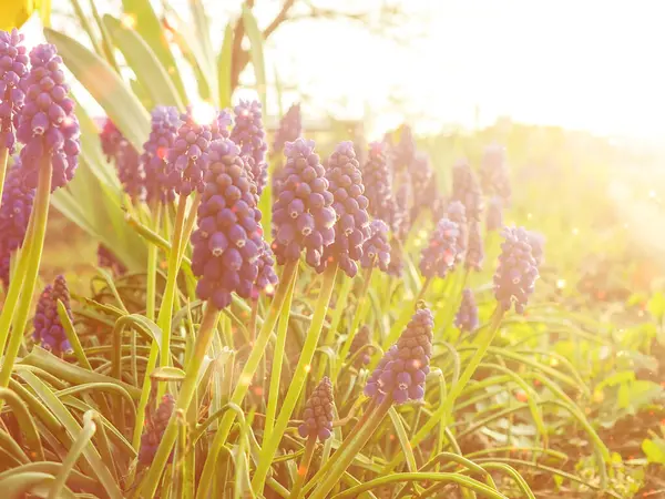 Σταφύλι Υάκινθος Muscari Armeniacum Ανθίζει Στις Αρχές Της Άνοιξης Μακρο — Φωτογραφία Αρχείου