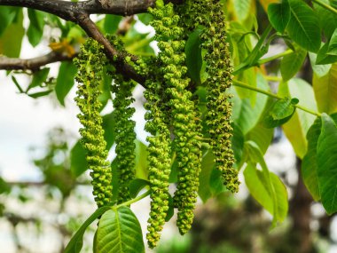 Ceviz çiçeği, mavi gökyüzü