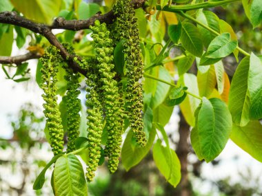 Ceviz çiçeği, mavi gökyüzü