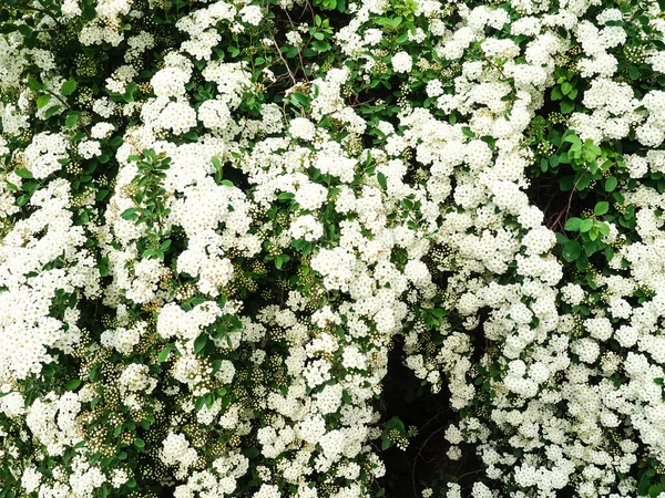 Spiraea Thunbergii Jardín Floración Espiraea Blanca Fondo Blanco Bush Espacio — Foto de Stock