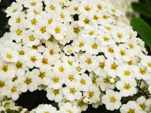 Spiraea Thunbergii Jardín Floración Espiraea Blanca Fondo Blanco Bush Espacio — Foto de Stock