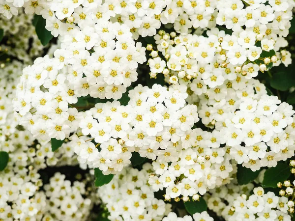 Spiraea Thunbergii Jardín Floración Espiraea Blanca Fondo Blanco Bush Espacio — Foto de Stock