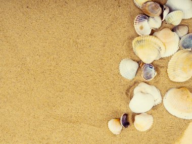 Arka planda kum olan deniz kabukları, Üst Manzara. Düz yatıyordu