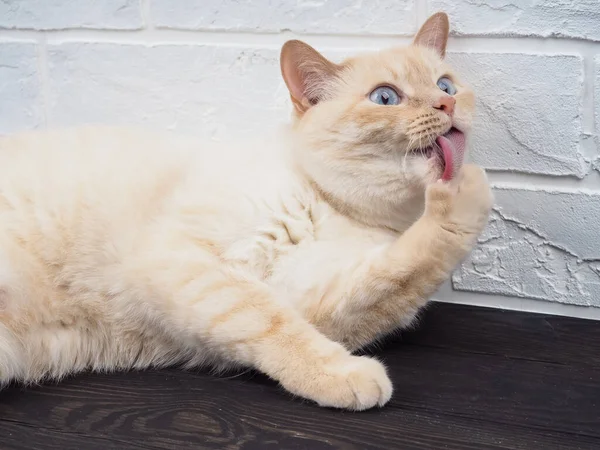 Thai Siamese Gato Doméstico Punto Rojo Extiende Toda Altura Bosteza —  Fotos de Stock