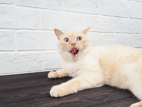 Tajski Kot Domowy Syjamski Czerwony Punkt Rozciąga Się Pełnej Wysokości — Zdjęcie stockowe