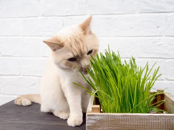 Cat Eating Grass, Beautiful cream tabby cat eating fresh grass on green background. Cat is eating fresh green grass. concept of the health of Pets