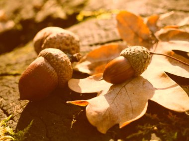 Ağaç kütüğünde meşe yaprağı ve meşe palamudu. Tahta bir kütükte mısır. Kahverengi sonbahar palamudu. Yılın en güzel zamanı