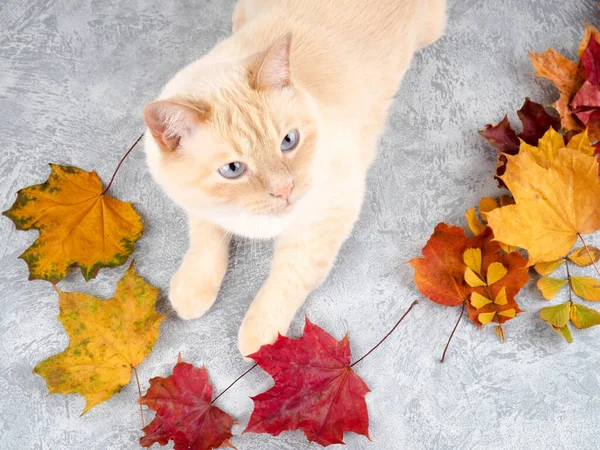 Fehér piros piros thai krém pont macska játszik őszi levelek, ősz, levelek ősz — Stock Fotó