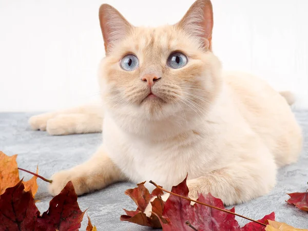 Λευκή κόκκινη ταϊλανδέζικη κρέμα σημείο γάτα παίζει με φύλλα του φθινοπώρου, φθινόπωρο, φύλλα — Φωτογραφία Αρχείου