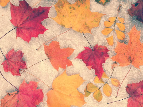 Autumn Leaves Background, Flat lay autumn composition with copy space. — Stock Photo, Image
