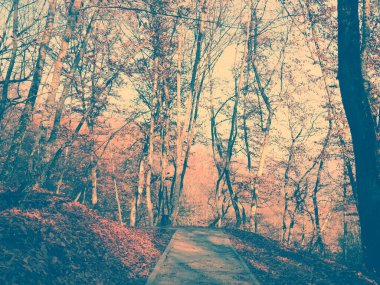 Sonbahar orman patikası. Güneşli, sisli sonbahar ormanlarında güzel bir sabah, sonbahar ormanlarında yol.