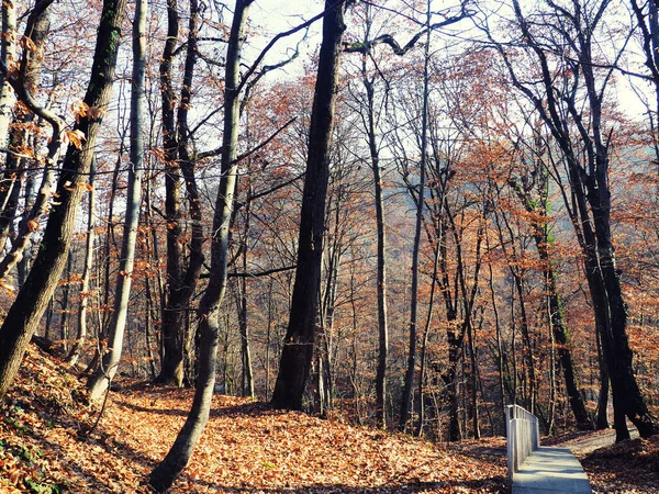 Podzimní lesní stezka. Krásné ráno v mlhavém podzimním lese se slunečními paprsky, Cesta podzimními lesy — Stock fotografie