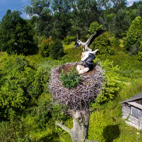 Veduta aerea del grande nido di cicogne durante l'estate — Foto Stock