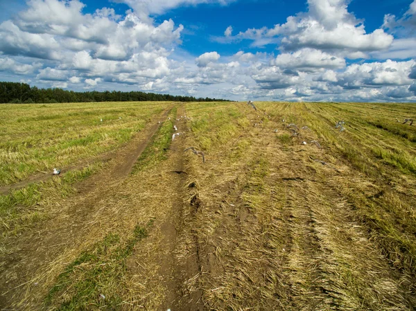 Pássaros brancos voam sobre um campo com grama cortada — Fotografia de Stock