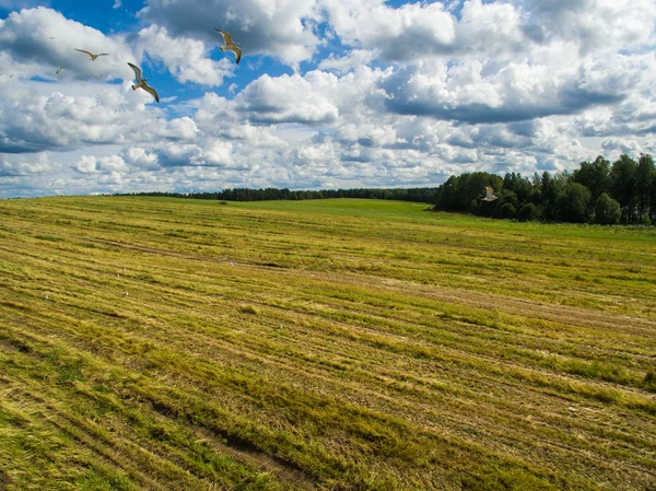 Pássaros brancos voam sobre um campo com grama cortada — Fotografia de Stock