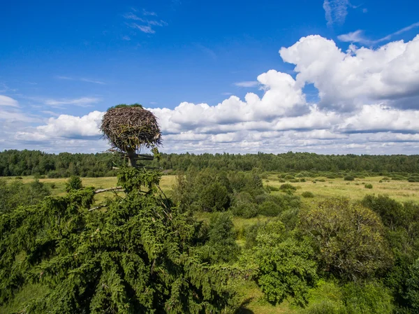 Vista aérea do grande ninho de cegonha na hora de verão — Fotografia de Stock