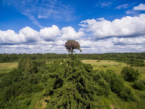 Vista aérea do grande ninho de cegonha na hora de verão — Fotografia de Stock