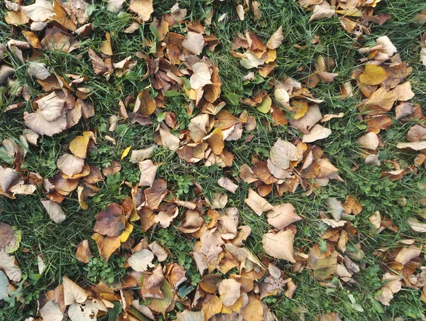 Autunno foglie gialle sdraiato su erba verde — Foto Stock