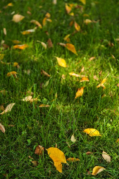 Jesienne żółte liście, leżącego na zielonej trawie — Zdjęcie stockowe