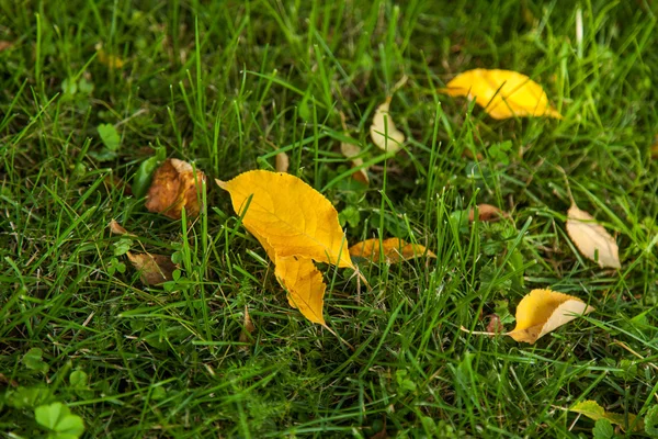 Outono folhas amarelas deitado na grama verde — Fotografia de Stock