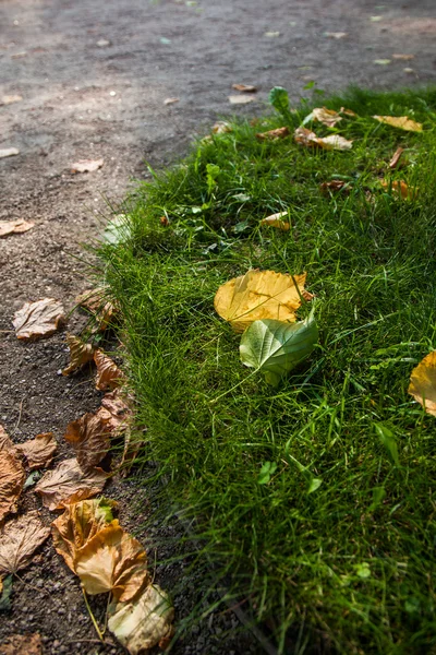 Őszi sárga levelek, zöld füvön feküdt — Stock Fotó