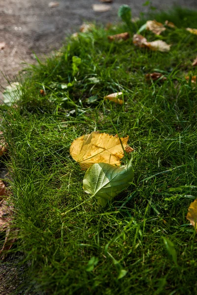 Őszi sárga levelek, zöld füvön feküdt — Stock Fotó