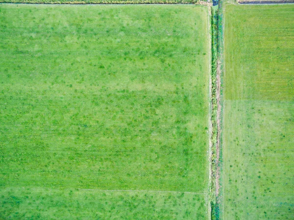 Vista aérea de campos agrícolas geométricos verdes en los Países Bajos —  Fotos de Stock