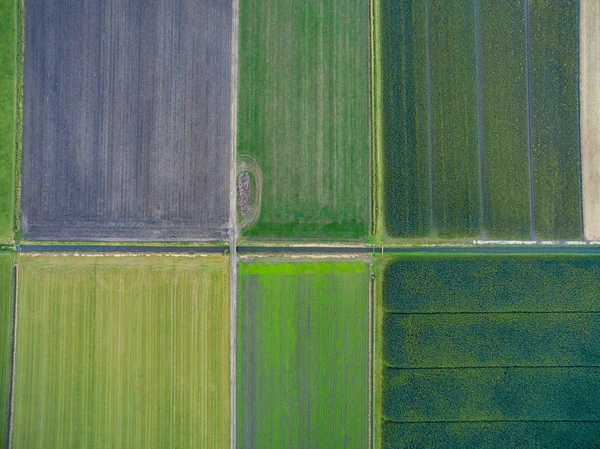 Αεροφωτογραφία των πράσινων γεωμετρικά γεωργικών τομέων στην Ολλανδία — Φωτογραφία Αρχείου
