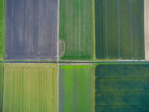 Vista aérea de campos agrícolas geométricos verdes en los Países Bajos — Foto de Stock