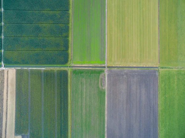 Vista aérea de campos agrícolas geométricos verdes nos Países Baixos — Fotografia de Stock