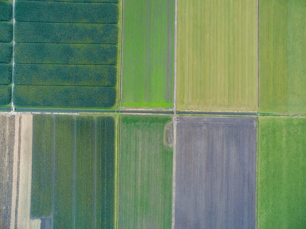 Vista aérea de campos agrícolas geométricos verdes nos Países Baixos — Fotografia de Stock