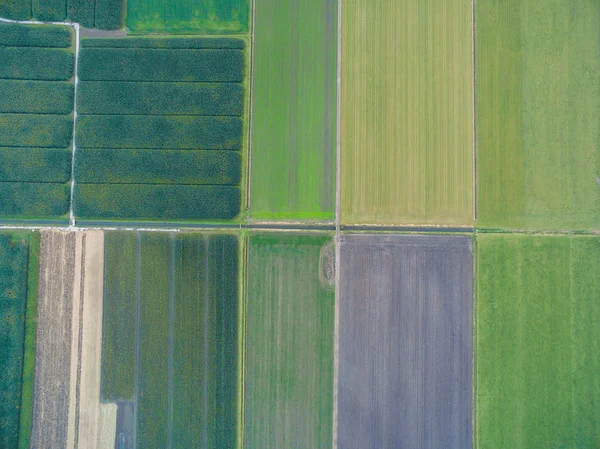 Vista aérea de campos agrícolas geométricos verdes en los Países Bajos — Foto de Stock