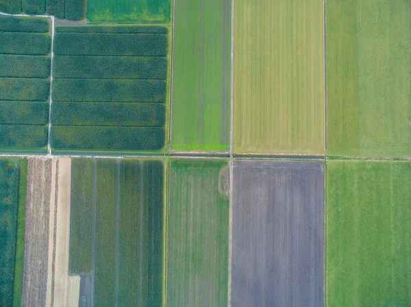 Vista aérea de campos agrícolas geométricos verdes nos Países Baixos — Fotografia de Stock